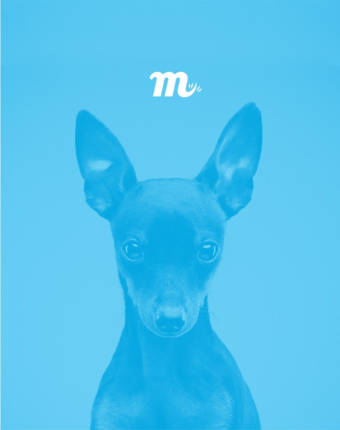 Pixelarte - Estudio de Diseño - diseño de identidad corporativa para Miscota